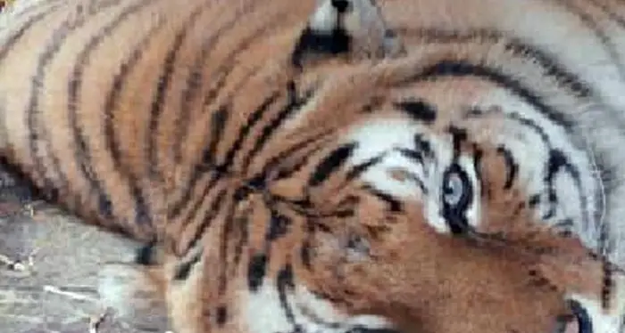 Domatore del circo Orfei sbranato e ucciso dalle tigri