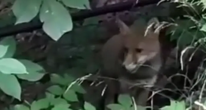 Povo: la volpe sente il gran caldo e si disseta nella pozza - Video
