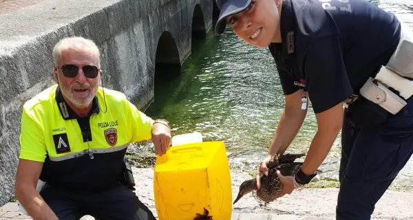 Il blitz della polizia locale salva anatra e paperotti