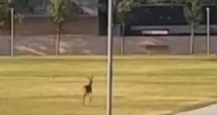 Un capriolo scorrazza nell'erba del parco delle Albere - Video