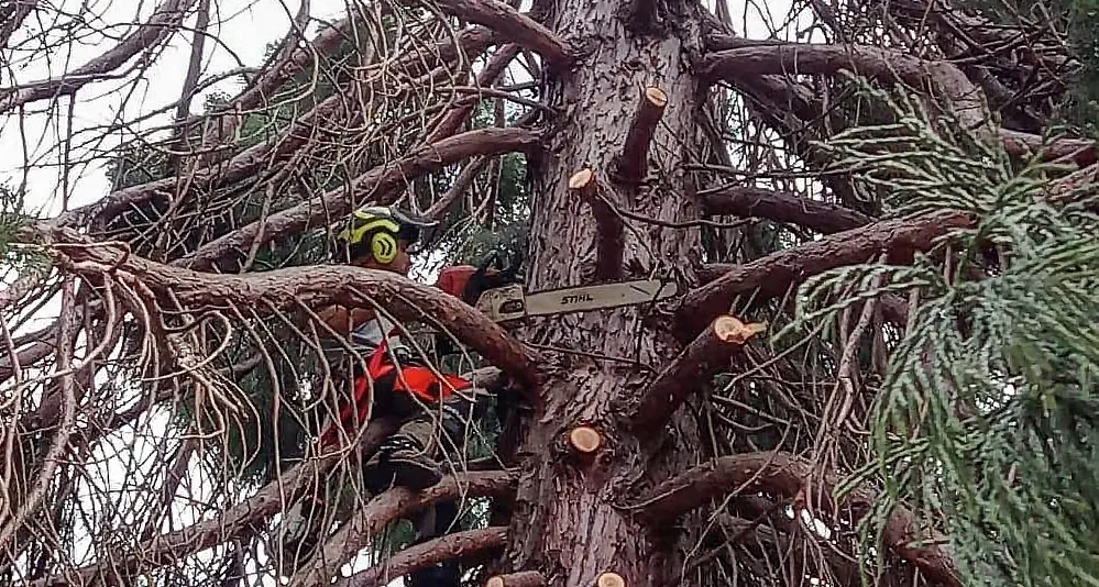 Abbattuta a Bosentino la vecchia sequoia