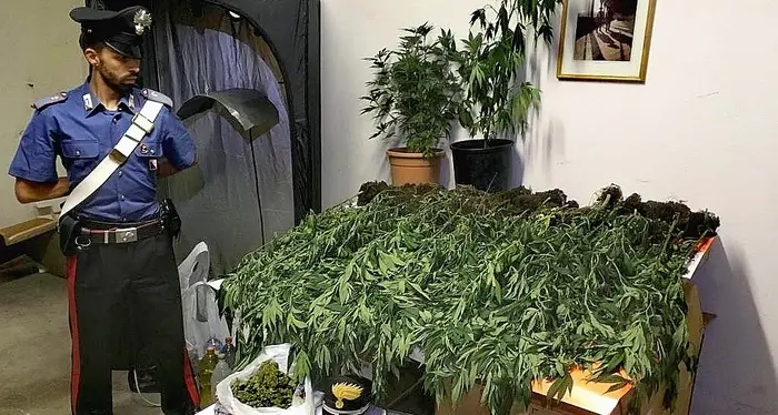 Una coltivazione di marijuana scoperta in mezzo al bosco