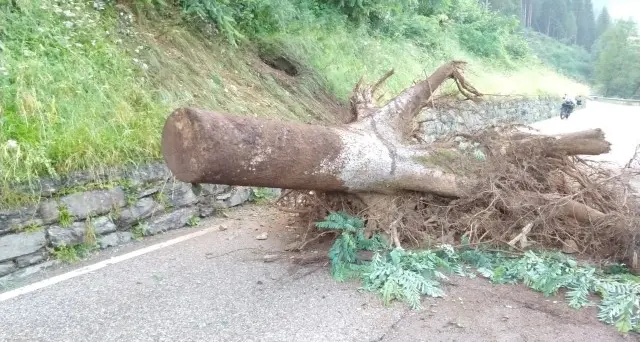 Broccon, un gruppo di ragazzini sfiorato da una grossa pianta
