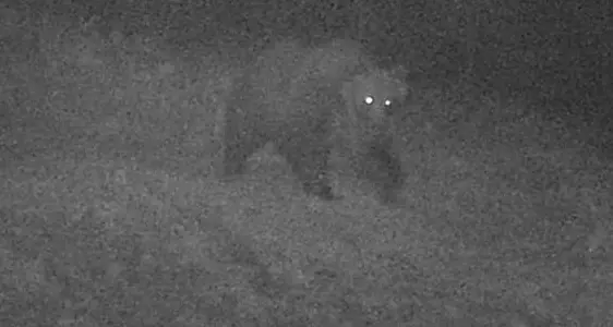 L'orso M49 corre veloce: entra in malga sulla Scanuppia e oggi è già sul Finonchio