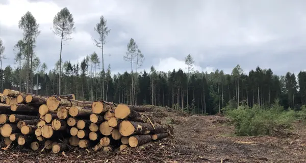 La pineta di Tenna non c'è più Ma ora si pensa al futuro