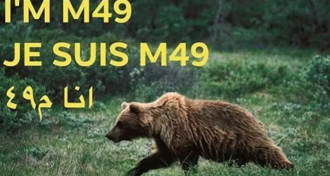 Orso M49, il monito dei Verdi italiani: «Costa intervenga subito»