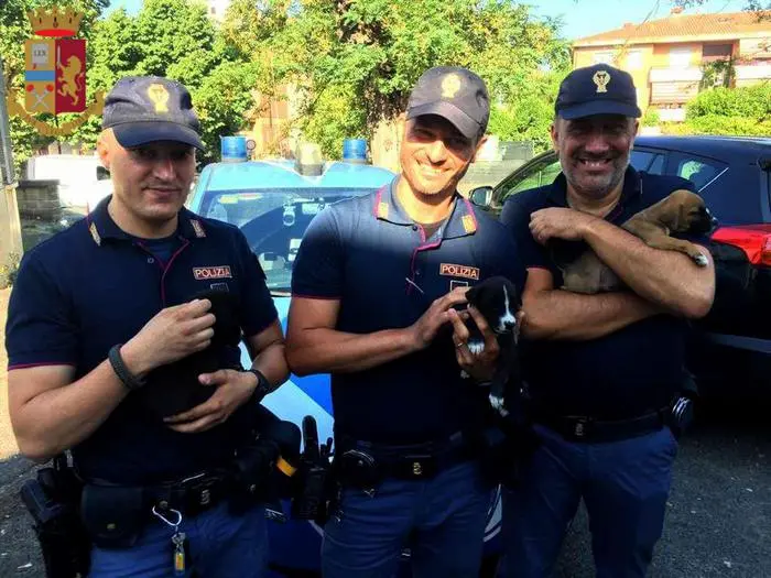 Settebagni. 5 cuccioli, abbandonati in uno scatolone con la scritta regalo, salvati dalla Polizia di Stato.