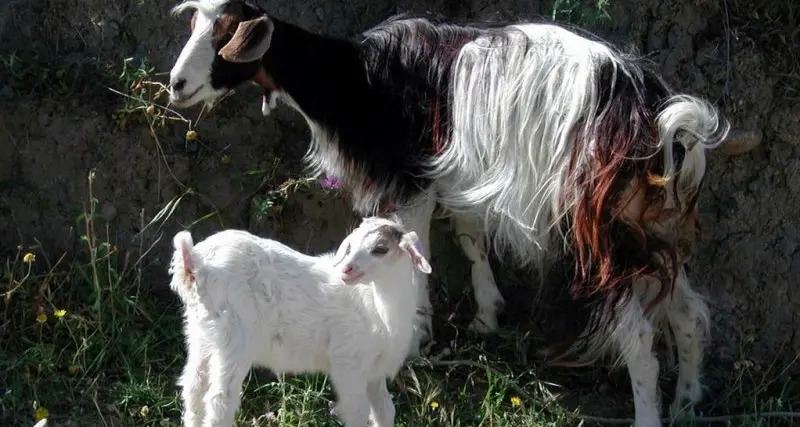 Il latte di capra è troppo e così viene pagato meno