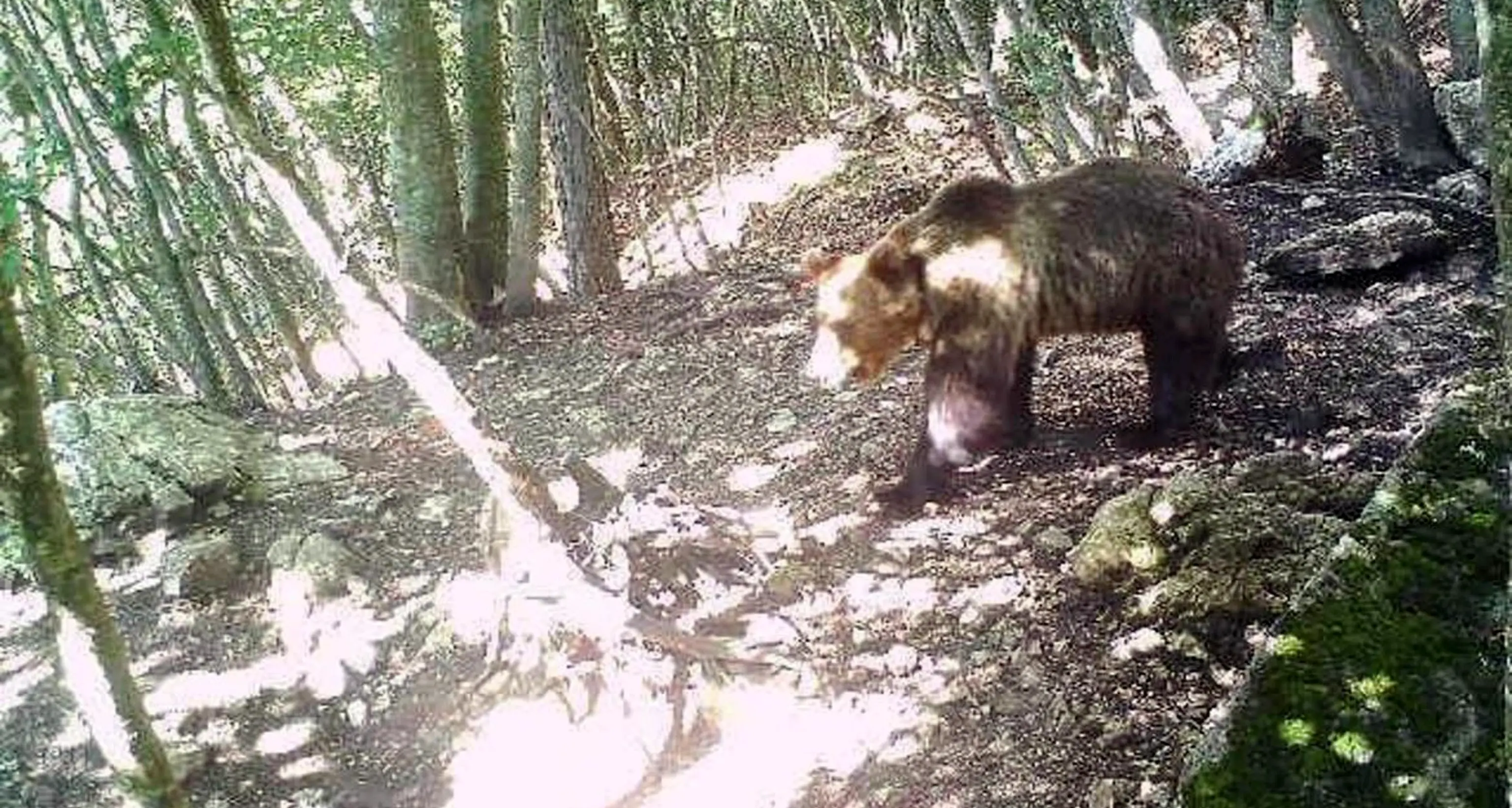 L'orso M49 è ancora vivo e si trova in Val Cia (Vanoi): la conferma di Groff a Ghezzer