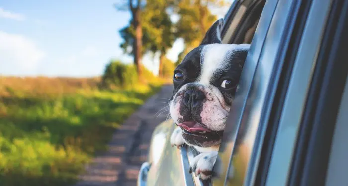 Un italiano su cinque in ferie con il suo animale preferito