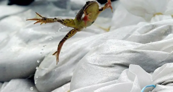 Si allunga la lista delle specie animali a rischio di estinzione