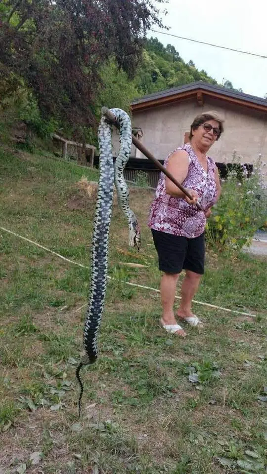 Val di Sella, che serpente! Ma è una biscia dal collare del tutto innocua per l'uomo