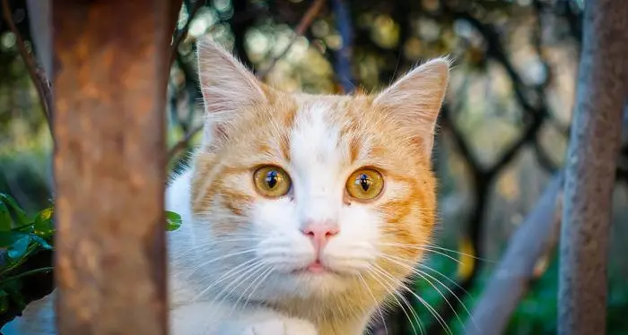 Accarezzare i gatti è una scienza l'Università di Nottingham ci svela i segreti per farlo bene