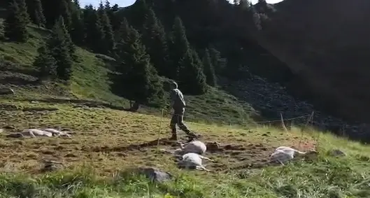 Una misteriosa strage di un centinaio di pecore in Val Borzago VIDEO