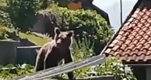 L'orso in giardino in pieno giorno a Lon di Vezzano - VIDEO