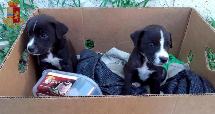 Cinque cuccioli di cane salvati dalla polizia