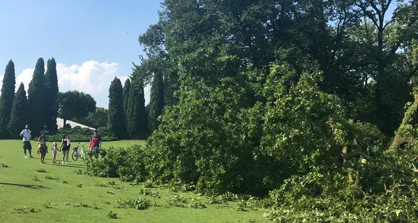 Sfiorati dallo schianto della quercia secolare