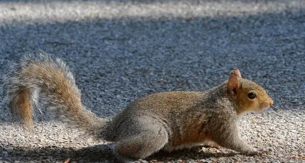 Animali e piante esotiche: nuove norme per tenerli in casa