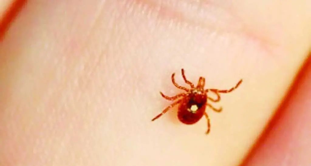 Mezzolombardo, manca la pinzetta Bimbo trasferito a Cles per una zecca