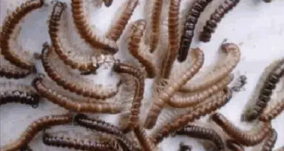 L'invasione infinita dei millepiedi Ormai stanno diventando un incubo