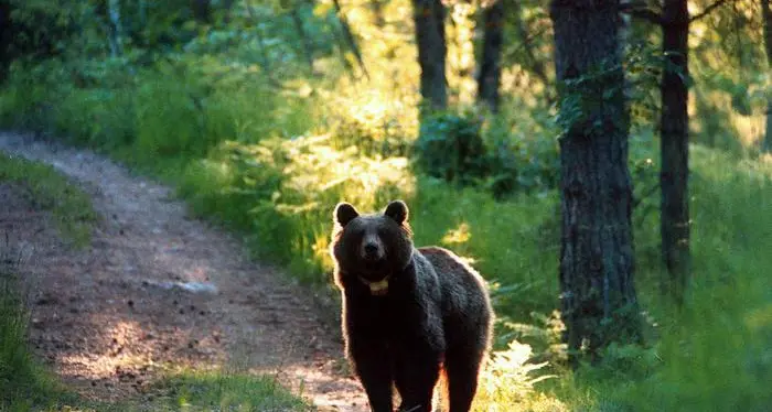 Il fronte ambientalista attacca «La Provincia non osi abbatterlo l'orso M49 è protetto e tutelato»