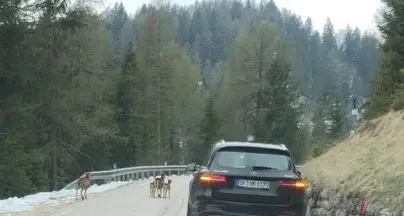 I mufloni appena nati con la mamma sulla strada fermano i Suv per passare