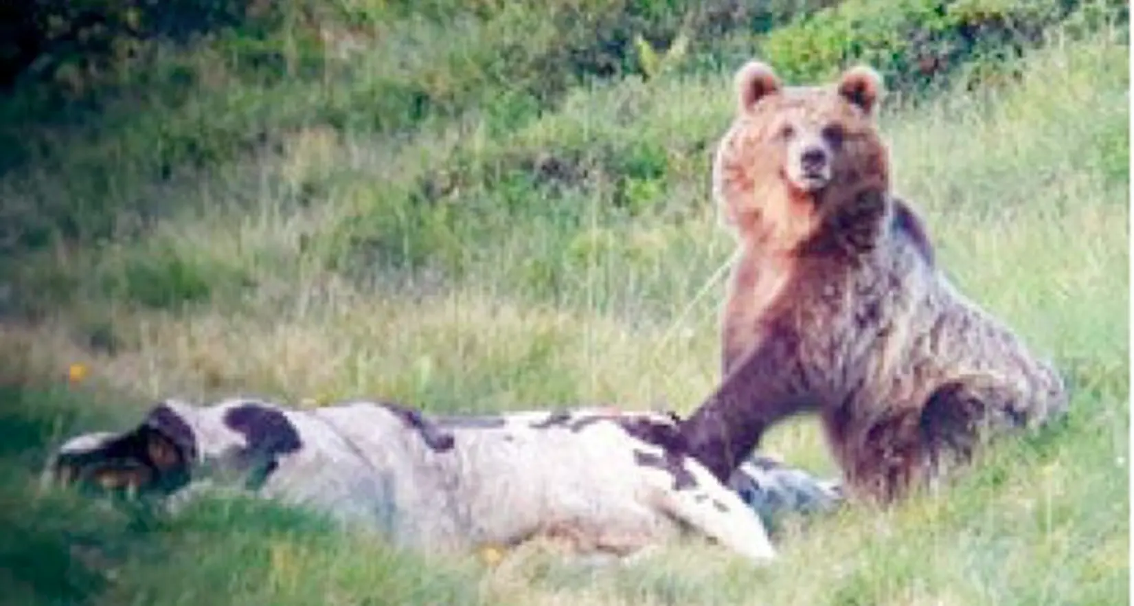 Il braccio di ferro sulla cattura dell'orso M49 Secondo la Provincia va rinchiuso al Casteller Martedì confronto a Roma sulla gravità del caso