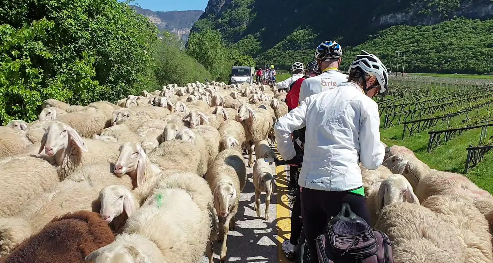 Una marea di pecore anche sulla ciclabile (e i ciclisti bloccati)