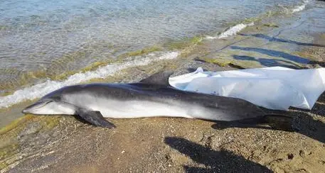 Ancora un delfino morto, terzo caso in 7 giorni in Liguria