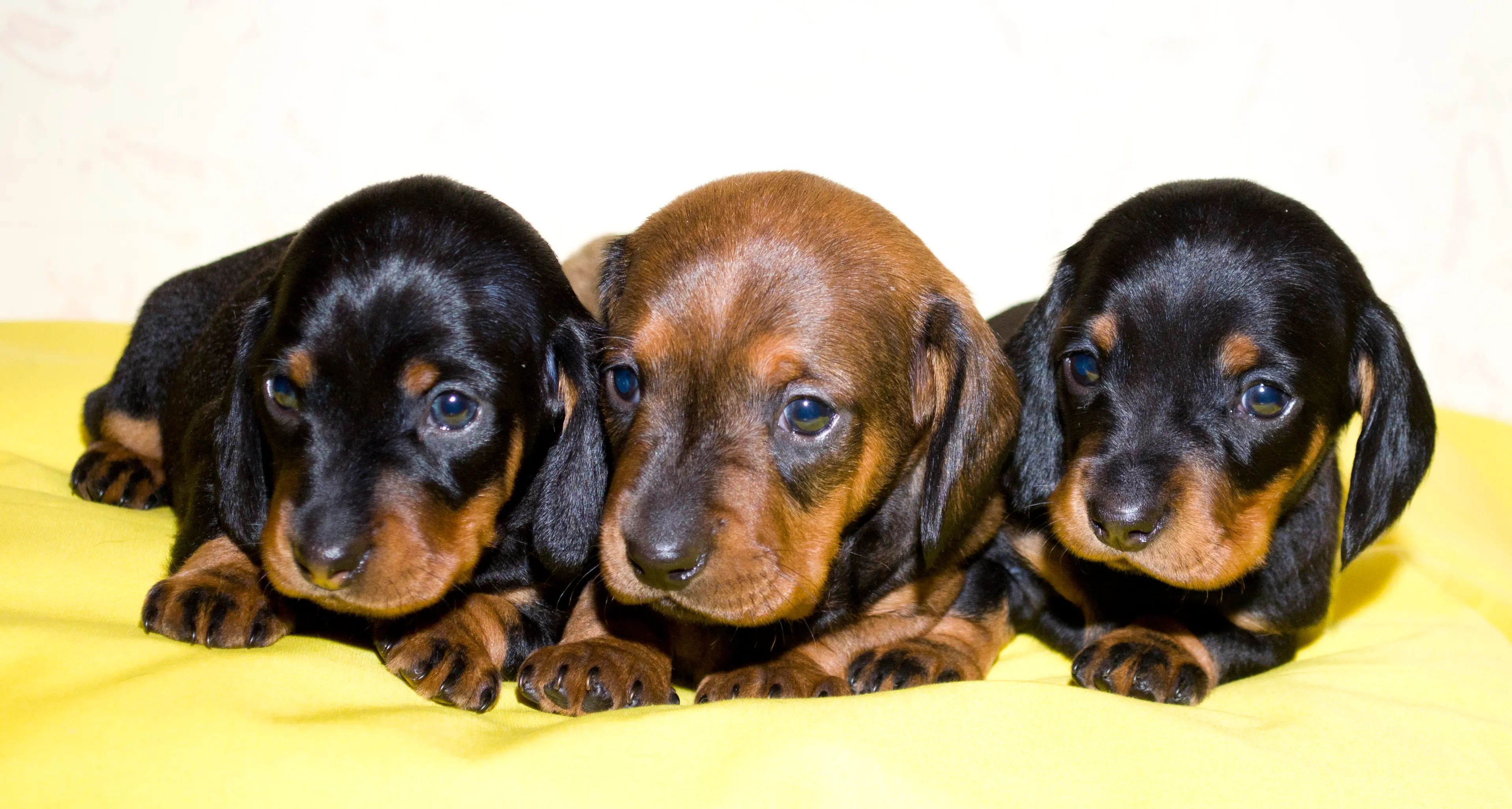 Domenica all'Urban Center la «Sausage Walk», sfiilata benefica di cani bassotto
