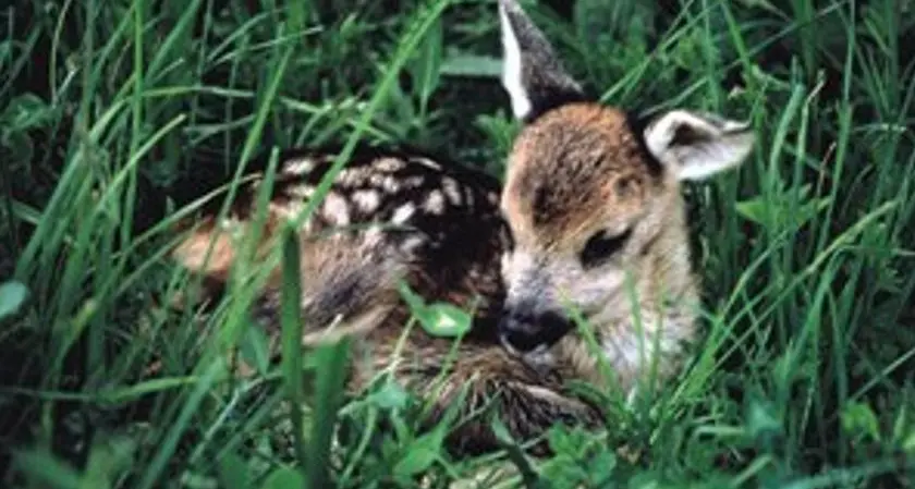 Cuccioli di capriolo o cervo \"immobili\" nel bosco, gli esperti avvertono: «non vanno toccati»