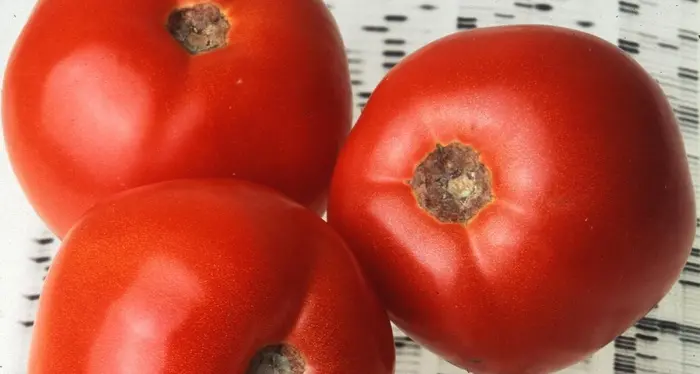 I ricercatori del bio-tech ritrovano i geni di pomodoro che ne determinano il sapore