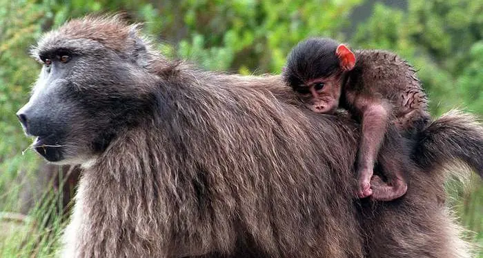 «Un milione di specie animali e vegetali a rischio estinzione» L'Unesco rilancia l'allarme