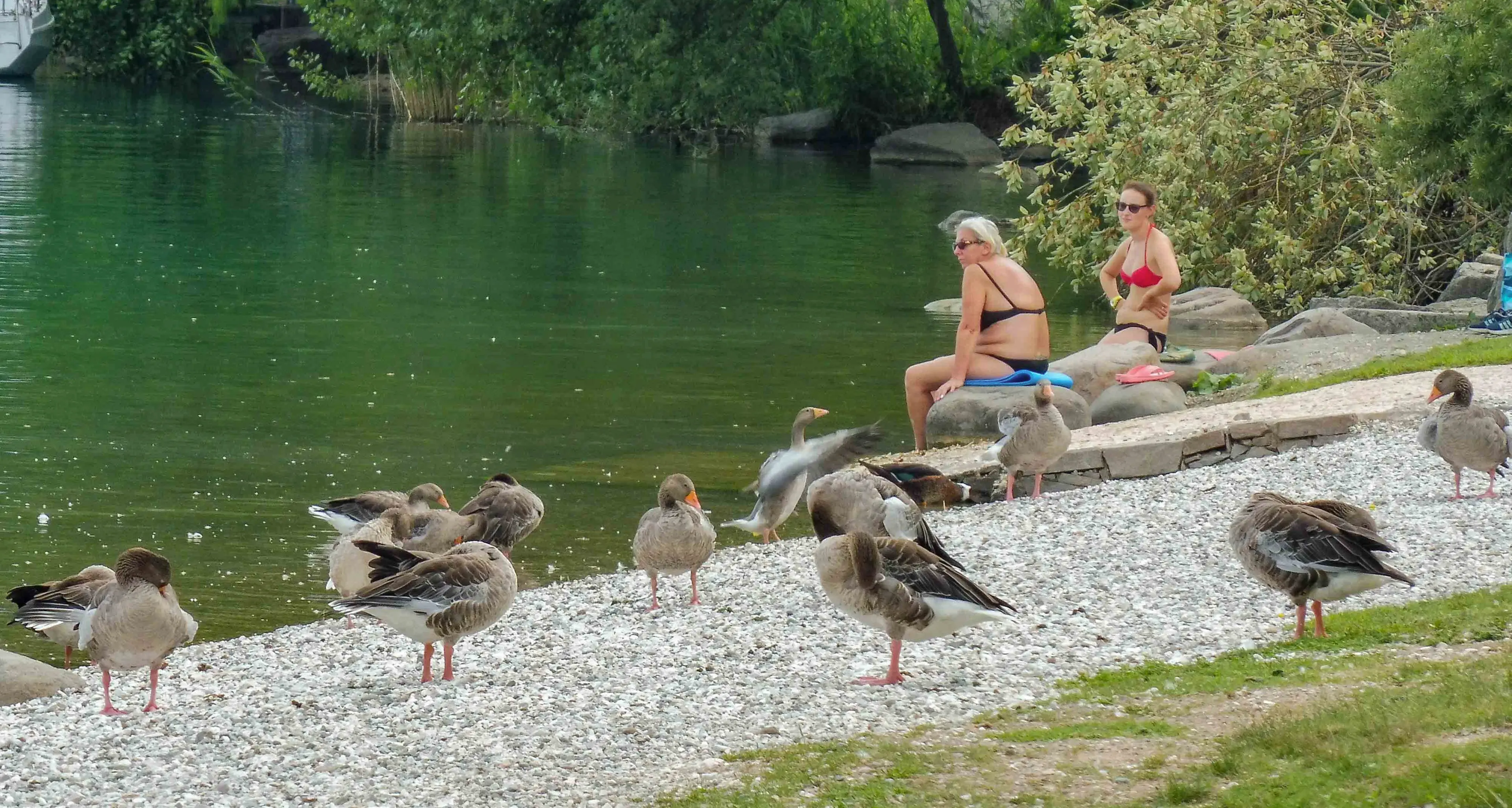 Una spiaggia ostaggio di trenta oche Accade a Valcanover sul lago di Caldonazzo Albergatori e residenti non ne possono più