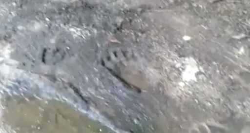 L'orso M49 è tornato nella zona del Casteller da dove era fuggito