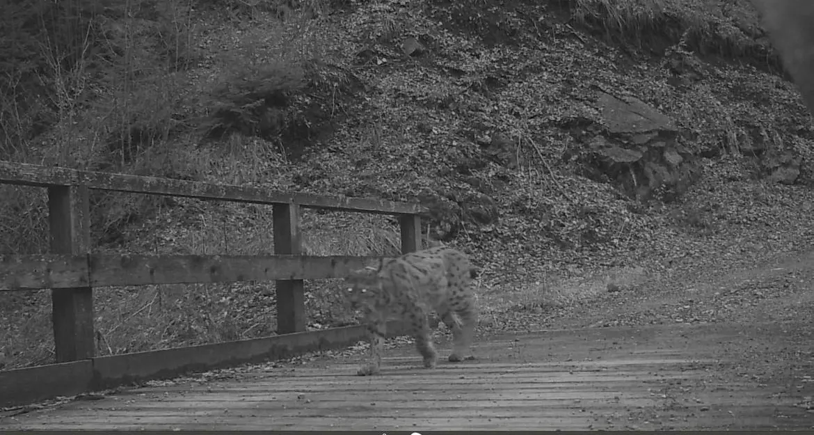 Lo sguardo magico della lince nelle foreste della val Lorina