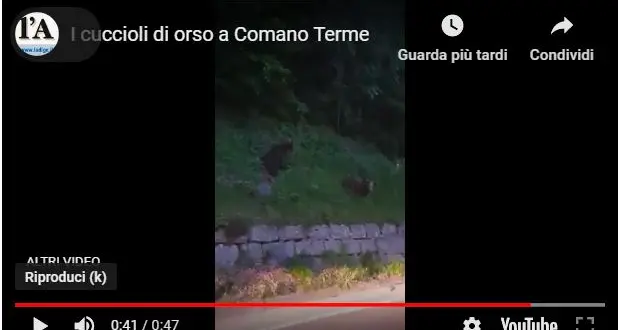Gli orsetti vanno a spasso a Comano Terme - VIDEO