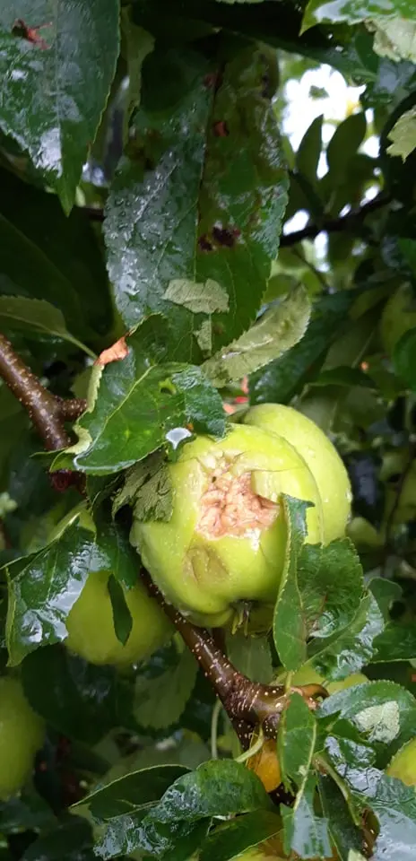 Stenico \"sepolto\" dal ghiaccio Si contano i danni all'agricoltura