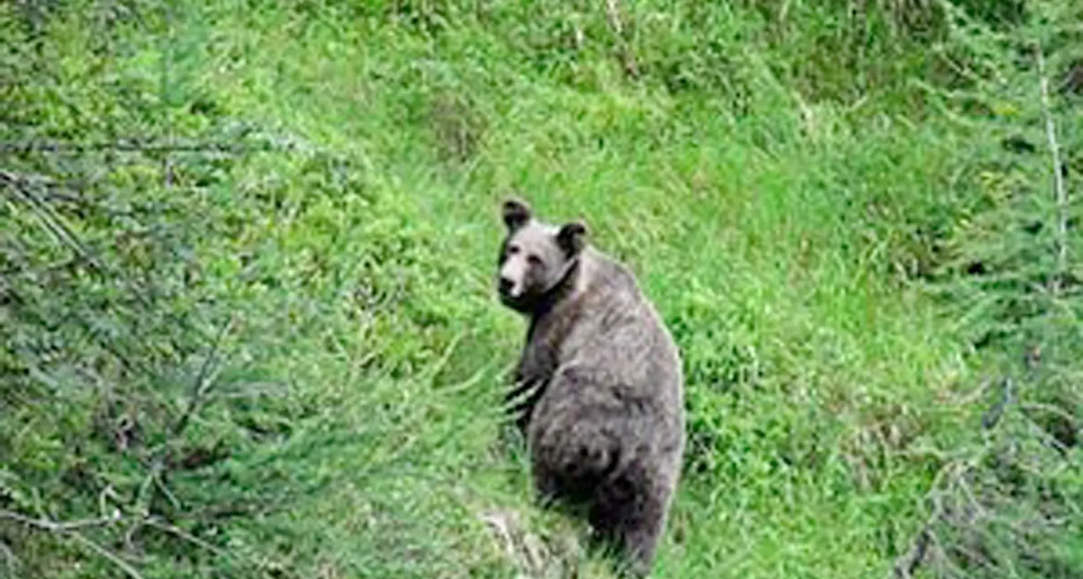 L'orsa con tre cuccioli attraversa la strada in mezzo al traffico