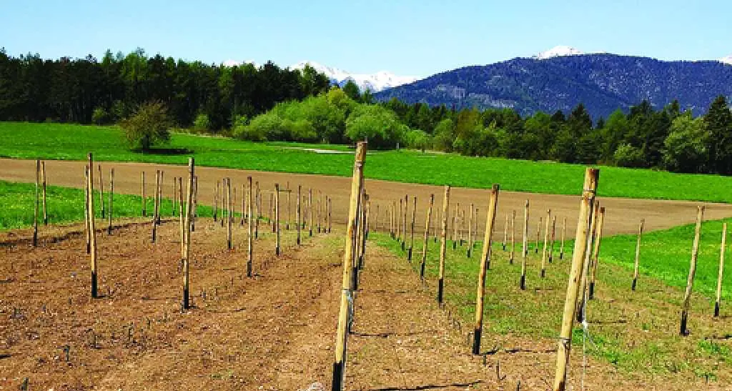 Romeno, scontro e polemiche sui nuovi impianti agricoli