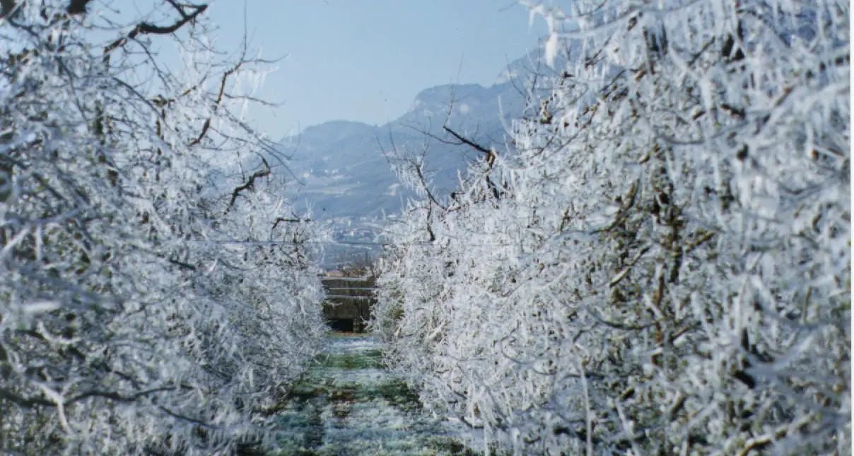 Rischio gelate, secondo il Codipra la neve non ha fatto troppi danni ma stanotte è allerta a quote basse