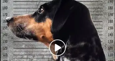 Una mostra... da cani che non ha paura di dirlo da oggi alla Boccanera Gallery