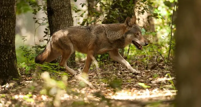 Il progetto italiano Wolfalps che tutela i lupi sulle Alpi premiato a Bruxelles