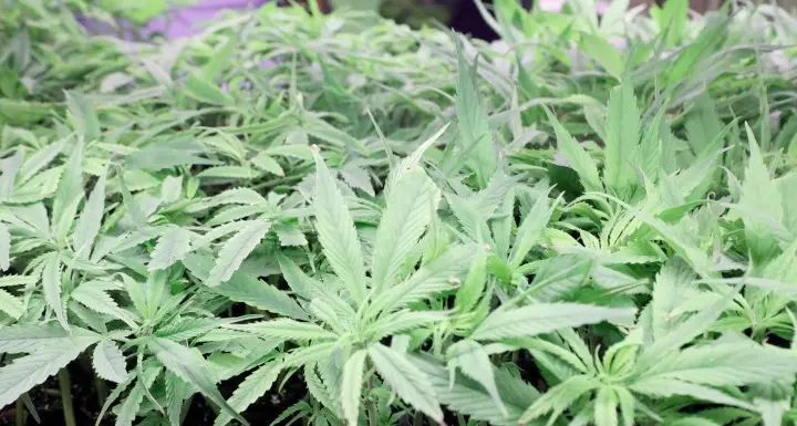 Salvini: chiusi tre negozi di cannabis M5S: negli shop solo la canapa legale