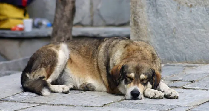 Un ddl contro il maltrattamento degli animali