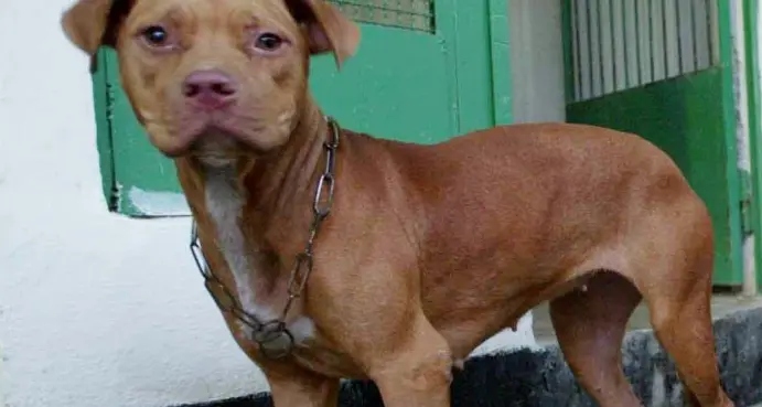 Pitbull aggredisce due sorelline di 12 anni e 18 mesi