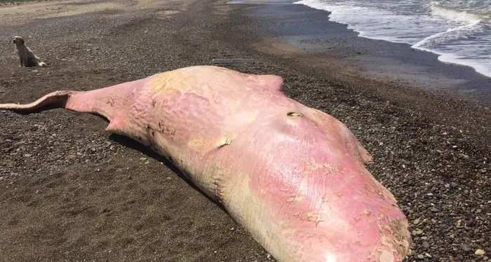 Capodoglio spiaggiato in Sicilia l'allarme degli esperti: \"Stomaco pieno di plastica\"
