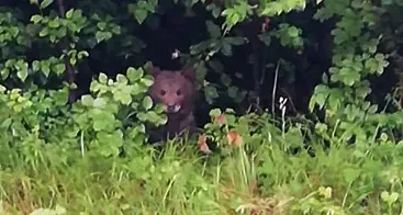 L'esperto: «L'orso rischia molto più dell'uomo»