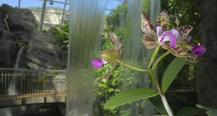 Al Muse di Trento un weekend tutto dedicato alle orchidee (compreso corso per coltivarle)