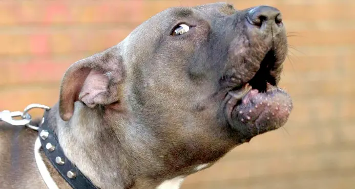 Aizza pitbull contro la mamma per avere i soldi per la droga